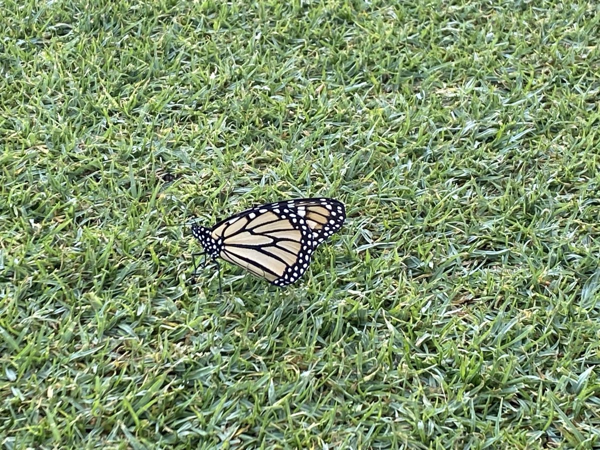 Hermosa acompañante por la mañana 😀