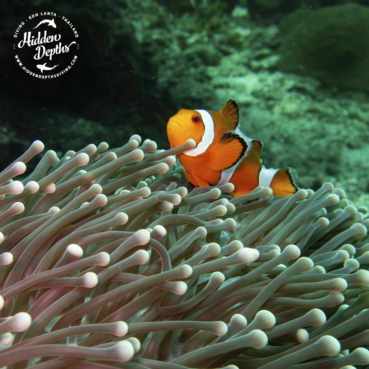 HiddenDiving's tweet photo. Are you ready to explore hand-painted underwater landscapes? 🎨🌊#hiddendepthsdiving #divingthailand #padi #dive #buceo #ScubaDiving https://t.co/dhKTZMBfdh