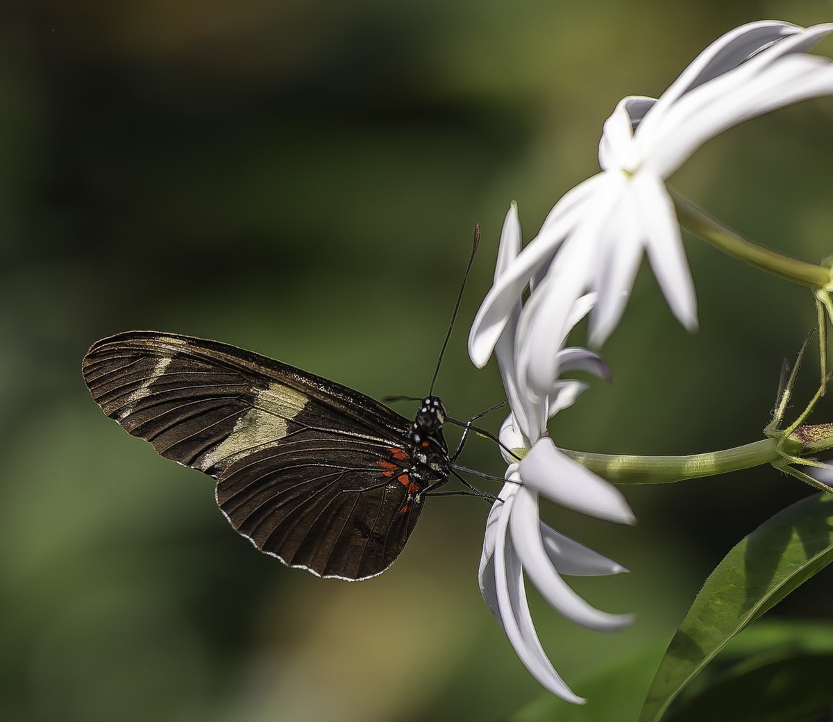 SweetJamesJGP3's tweet photo. Butterfly Wonderland in Scottsdale, Arizona. November 2024. Canon EOS R6 Mark II and Canon RF 100mm lens.
#canon #photography #canonphotography #photooftheday #nature #naturephotography #photoshoot #instagram
@thinktankphoto
#thinktankphoto #mythinktank #thinktanktravel https://t.co/BFodEqfWB4