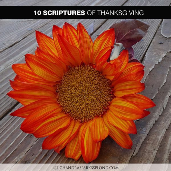 cssplond's tweet photo. This week on my blogs:
I’m sharing scriptures of Thanksgiving on https://t.co/9thQmiLbpd, and over on https://t.co/MPhO5YNWzS, I’m talking with @lesliejsherrod and @Jamie_Wesley about their latest releases. https://t.co/bCZYBAQ72h