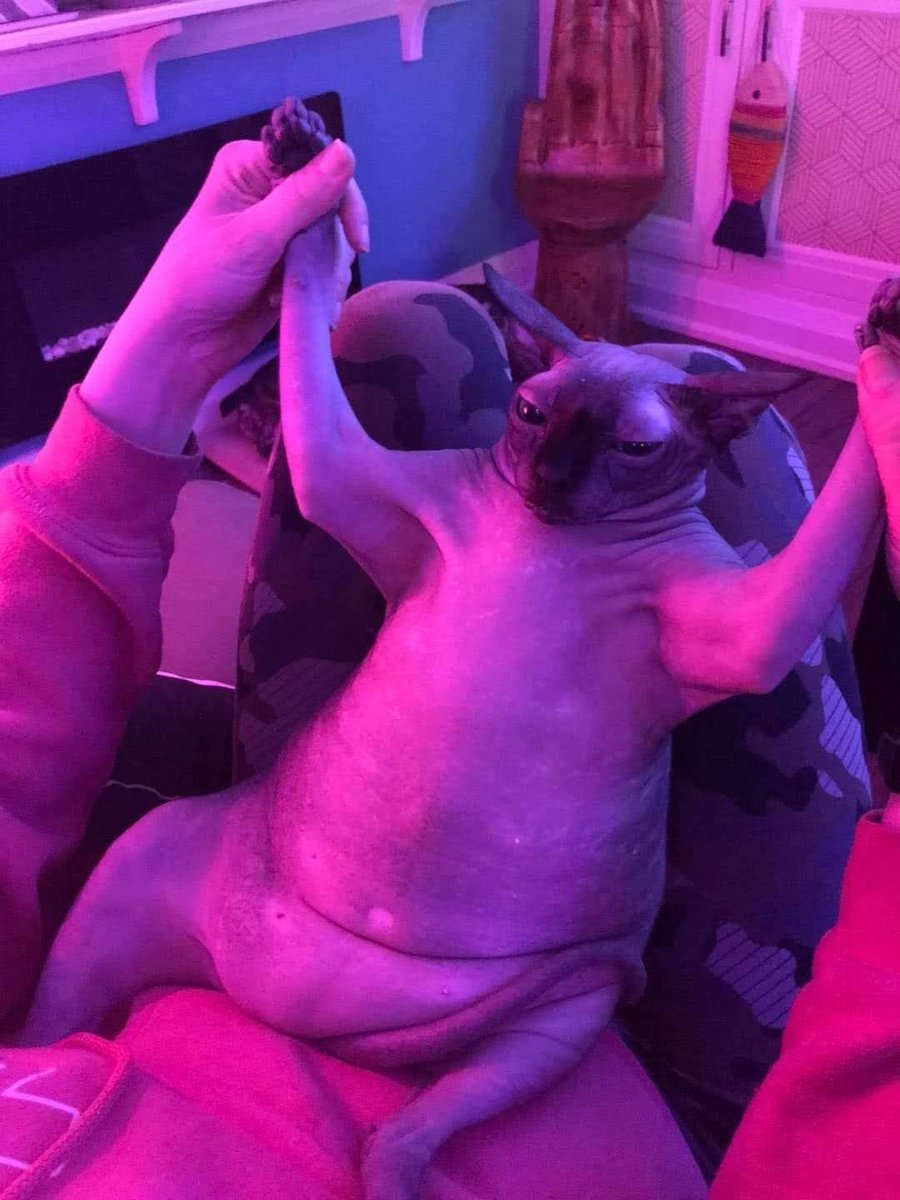 FluffyPawsHaven tweet media