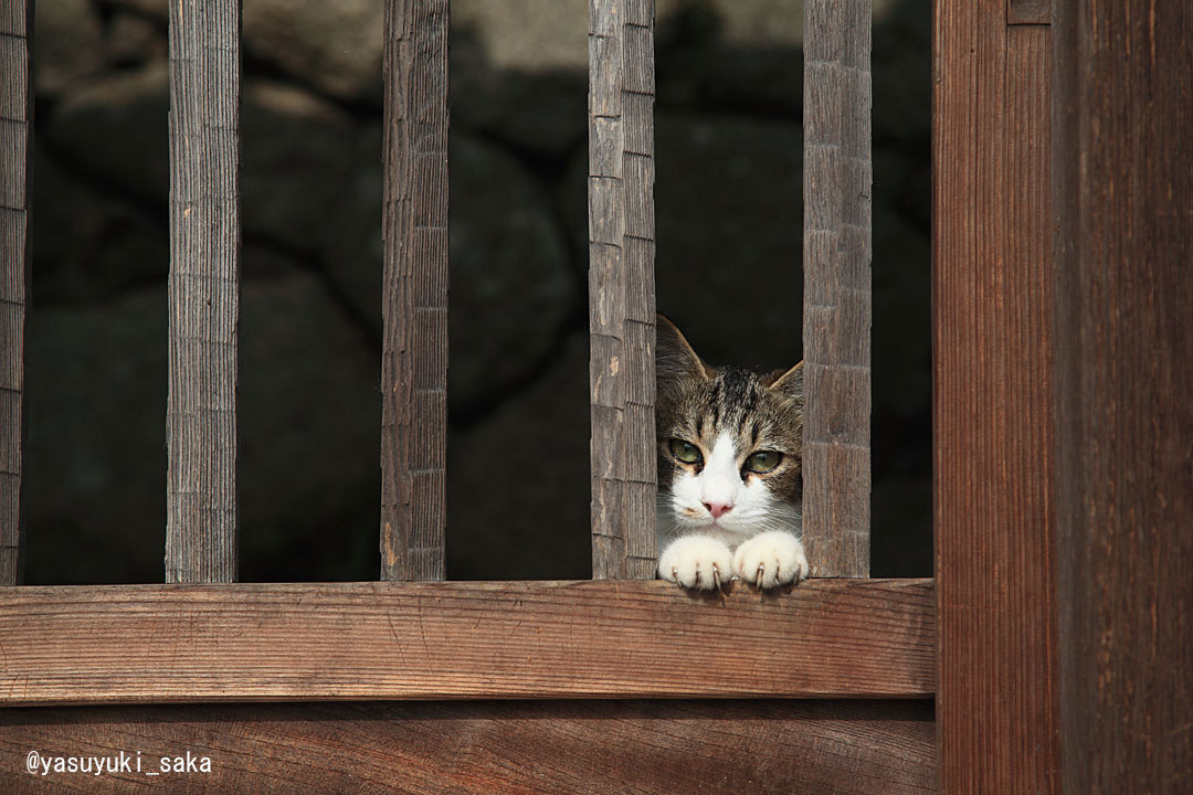 yasuyuki_saka's tweet photo. ねこ。 #猫 #ねこ #cat #猫写真 https://t.co/PFer2HZ4jr