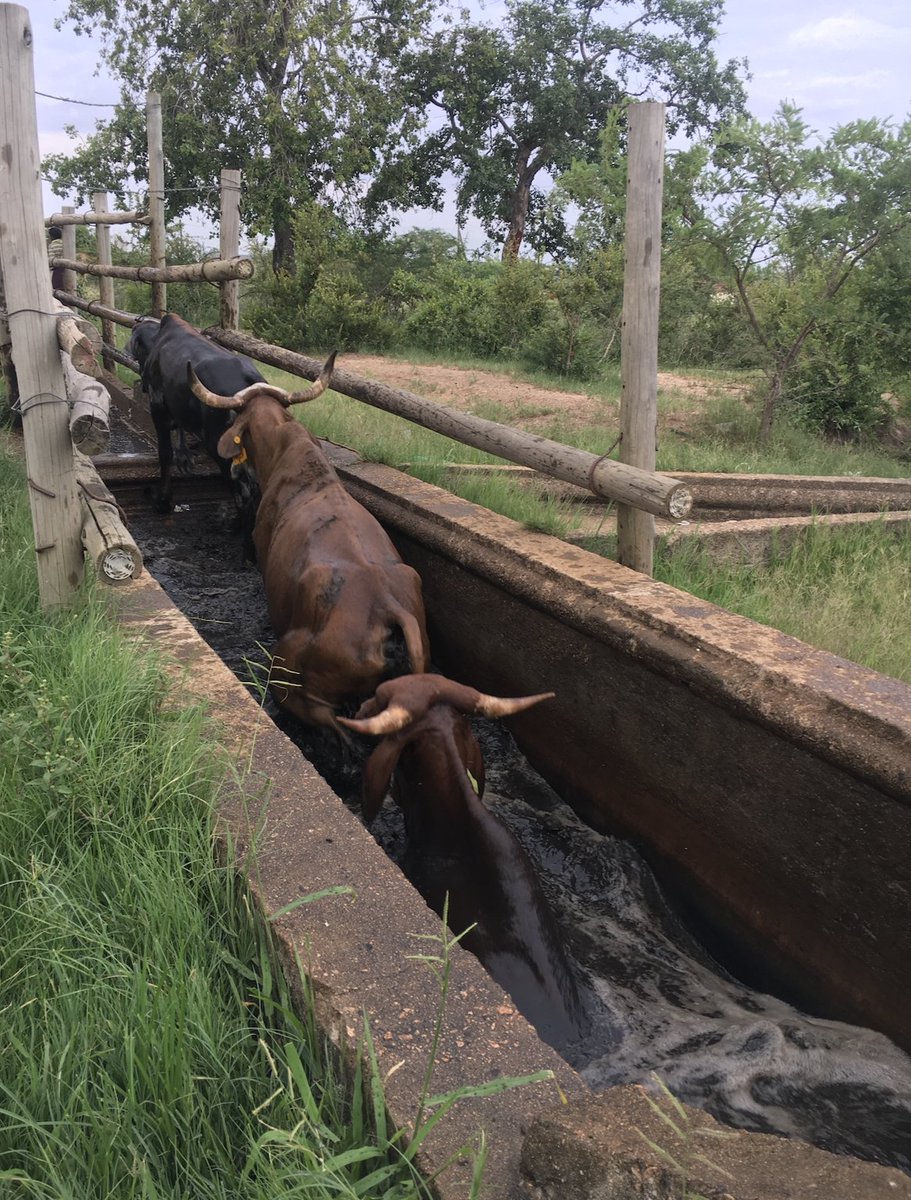 #DipTankChronicles: A long, long, loooong time ago, a cattle dipping day during the rainy season was the highlight of the fortnight! Boys (±girls) chasing straying cattle, elders debating everything from politics to where the next traditional brew was (huri kwaani?), dogs