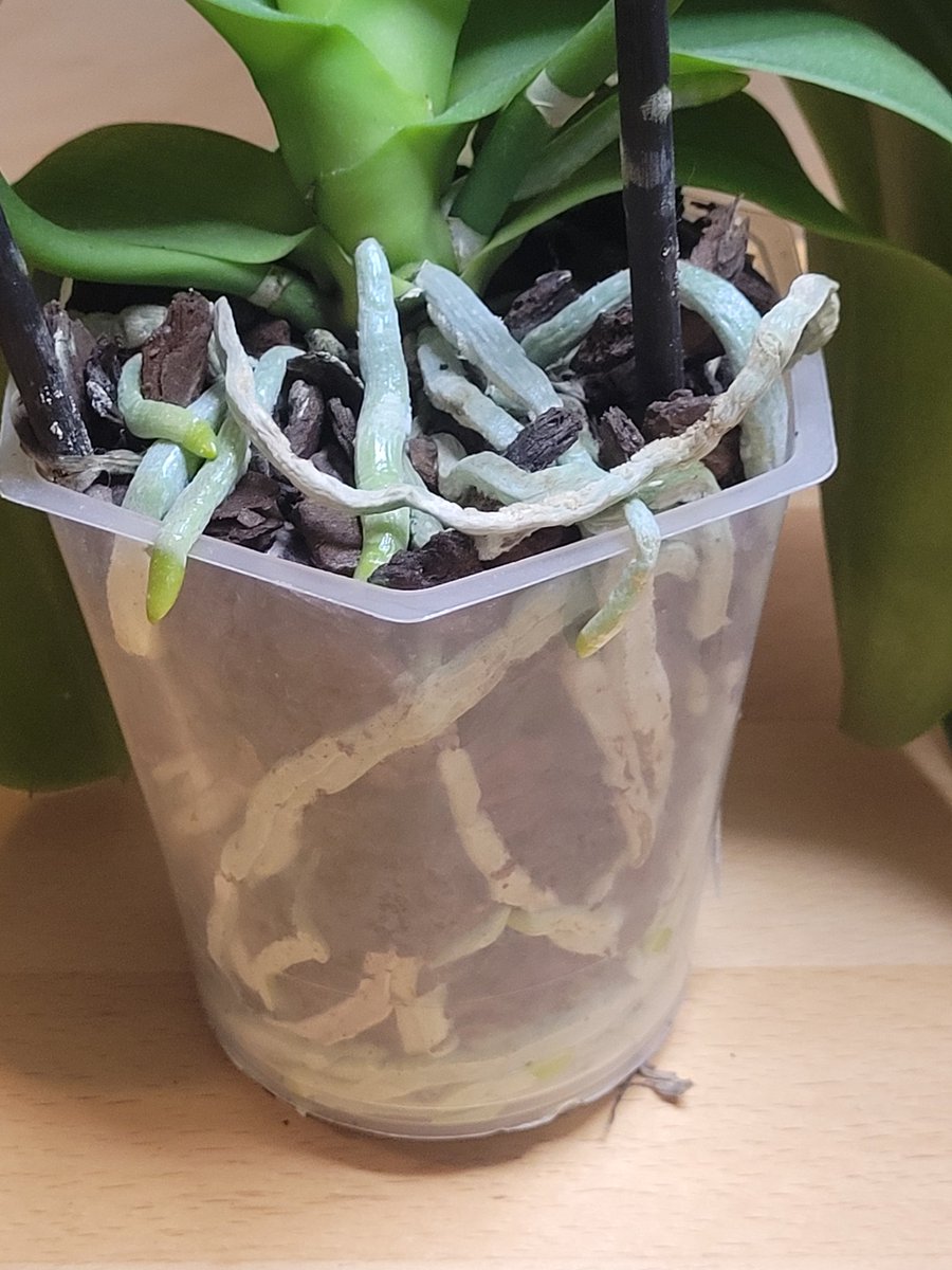 kliesch_andreas's tweet photo. wenn man zu Hause Phalaenopsis hat, bei denen die Wurzeln aus dem Topf raus kommen, ist das nicht schlimm.
 
Ihre Wurzeln sind von Velamen ( eine graue Silberhaut) umgeben. Diese schützt die Wurzel und sorgt dafür, dass Feuchtigkeit optimal aufgenommen wird. https://t.co/Jm5QJLgiEP