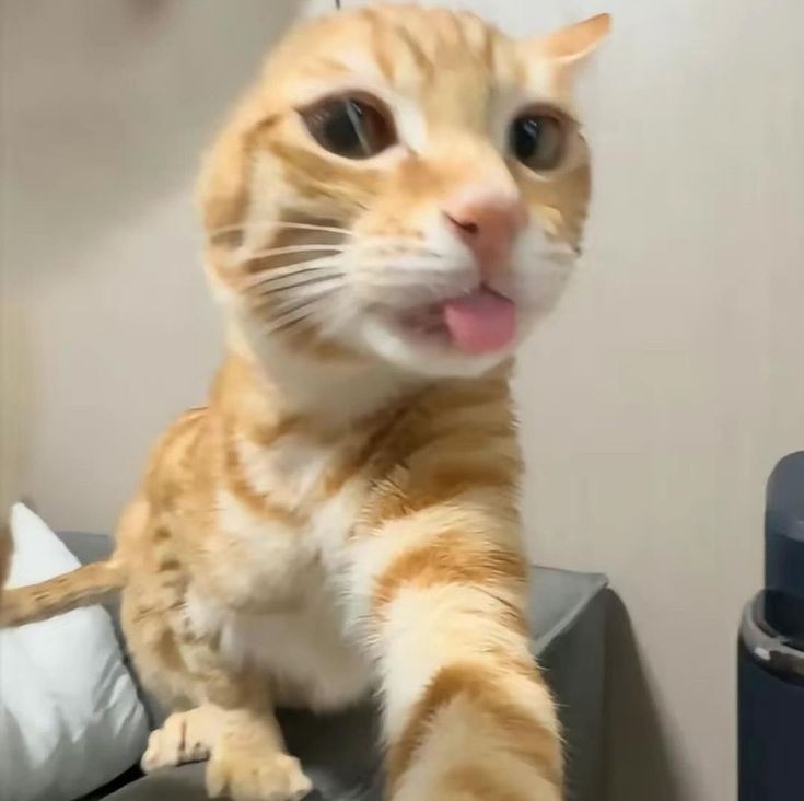 cutemycatmemory's tweet image. ⊹ ᰔ 🐈🪽