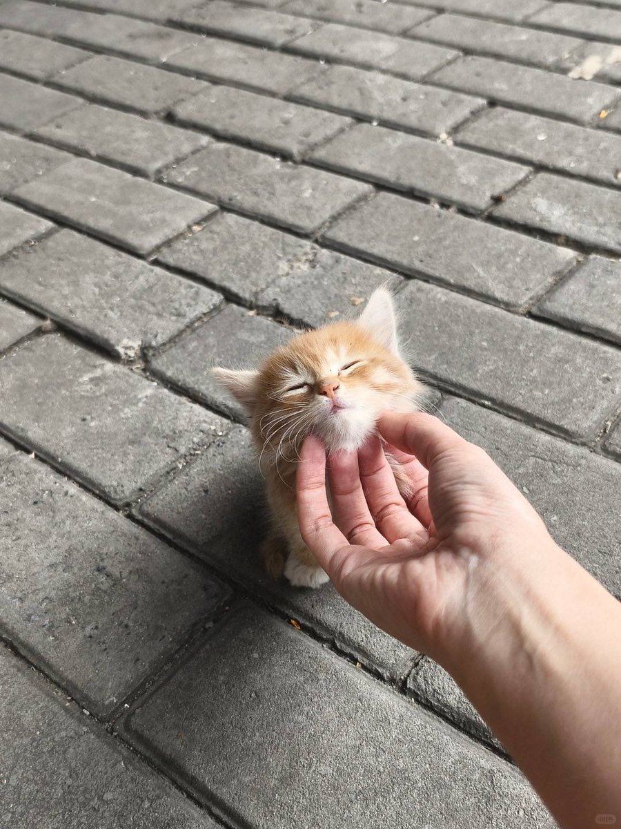 No Cats No Life tweet media