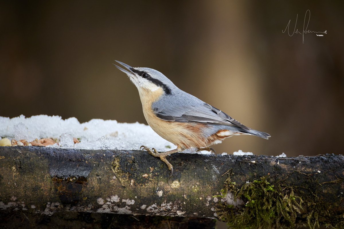 FreemanWildlife's tweet photo. Had a fantastic time yesterday photographing many birds, here’s some images of a Nuthatch, amazing to see and photograph. 
#nuthatch @RSPBbirders @Natures_Voice @rspb https://t.co/hbefuxqvNC