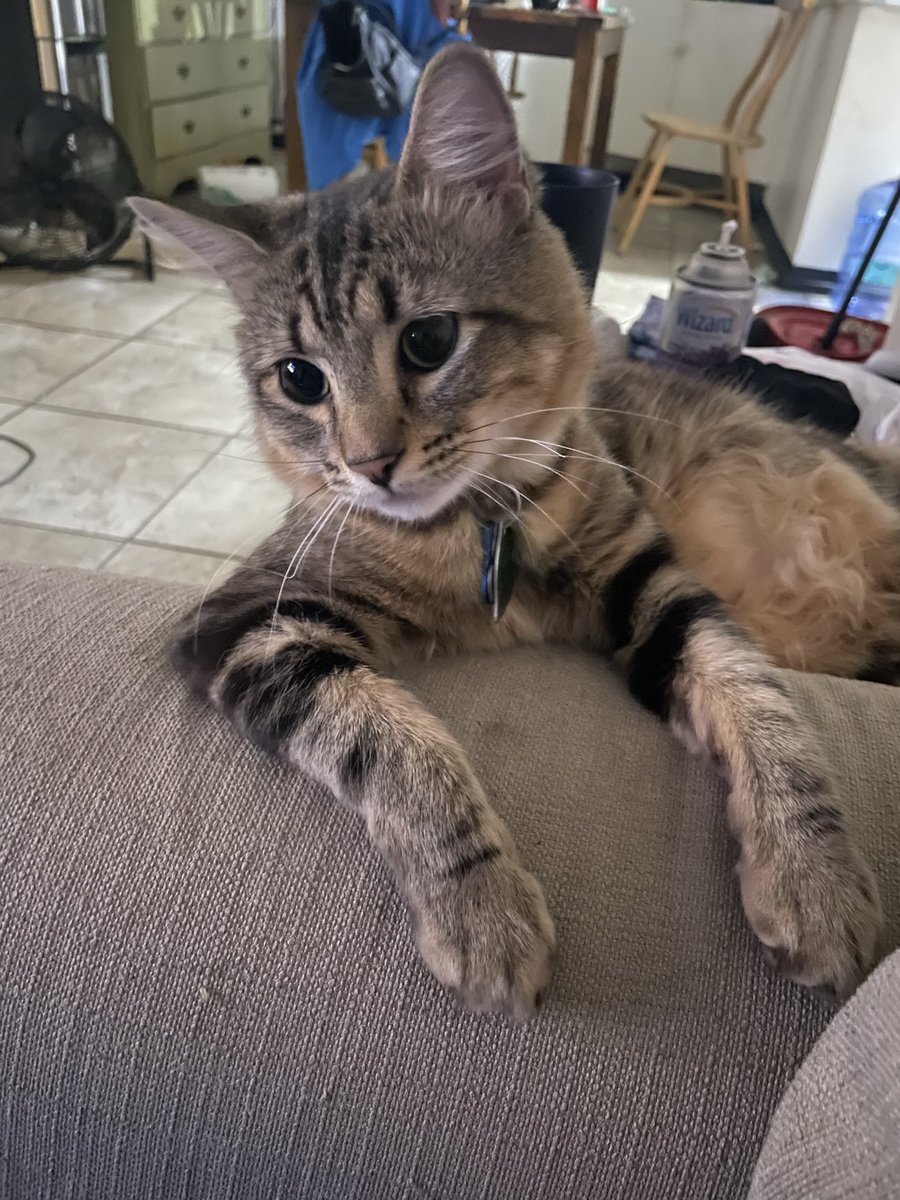 blue2k16's tweet photo. @PostsOfCats https://t.co/ykBJg27tWe