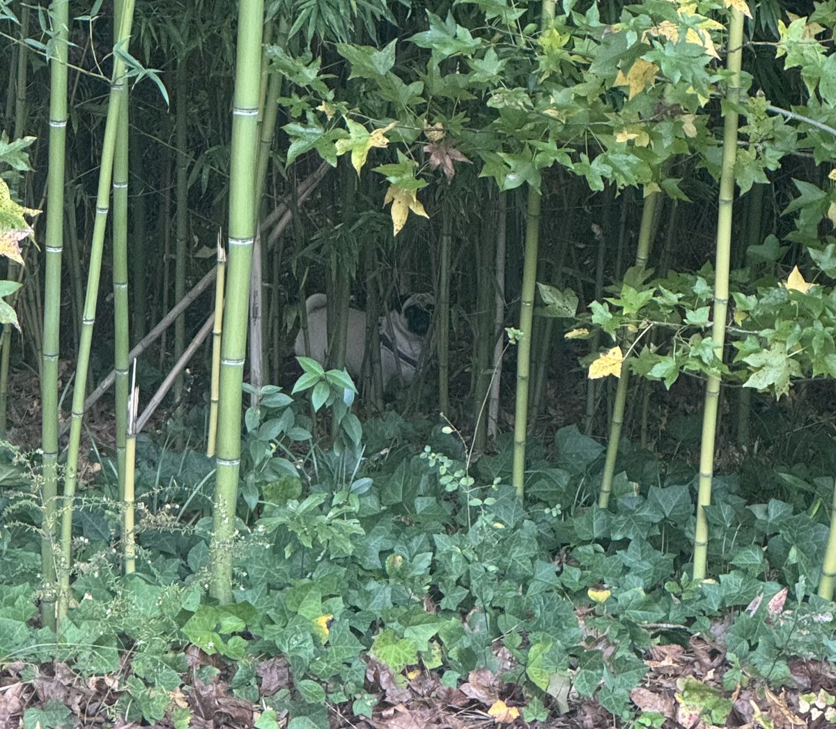 A pug hiding in a bamboo forest #pug
#pugs