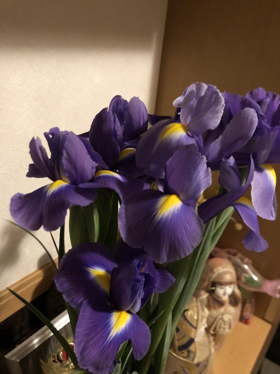 今宵も真っ盛り

Iris 
Blue magic