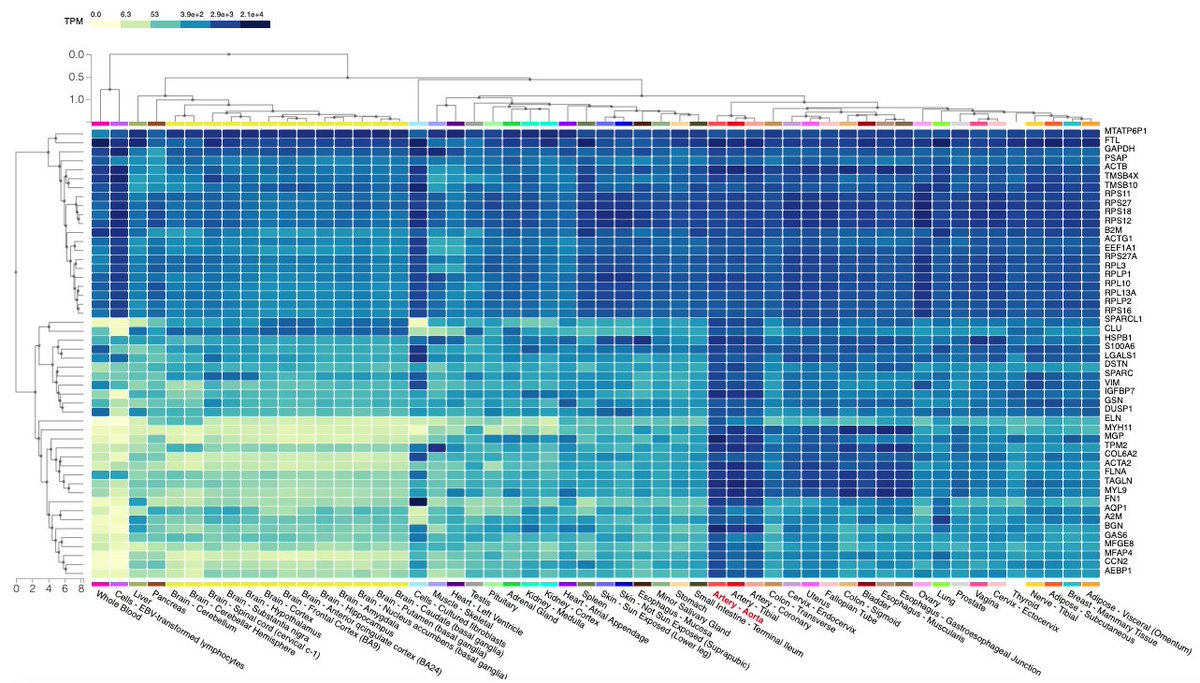 Marios Georgakis (@mariosgeorgakis) on Twitter photo GTEx (<a href="/GTExPortal/">GTEx Portal</a>), the most comprehensive multi-tissue #transcriptomics resource out there, has now released a new data version (v10)📢
👉12% more RNA-seq samples in total
👉23% more samples in eQTL analyses
🔗gtexportal.org/home/home/news… GTEx (<a href="/GTExPortal/">GTEx Portal</a>), the most comprehensive multi-tissue #transcriptomics resource out there, has now released a new data version (v10)📢
👉12% more RNA-seq samples in total
👉23% more samples in eQTL analyses
🔗gtexportal.org/home/home/news…