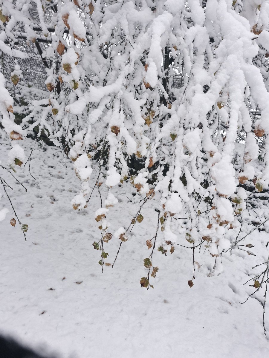Enjoyed a beautiful walk early this morning #winterwonderland