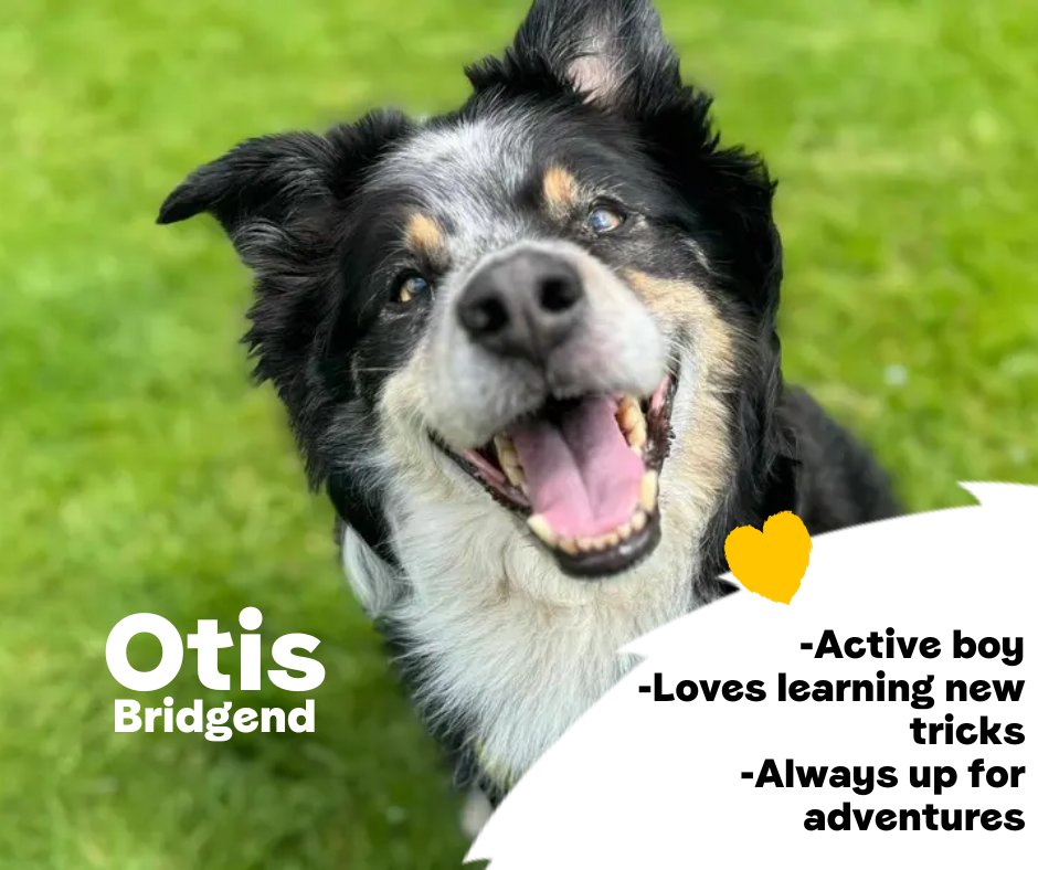 DogsTrust's tweet photo. Otis is a sweet, older 12 year old Collie who loves nothing more than a snuggle on the sofa! He is still super active and likes to go explore and play with a ball. He is very clever and would make a wonderful addition to the right home💛
@DT_Bridgend📍 https://t.co/4aca8hVpbL https://t.co/YGUKCwdiod