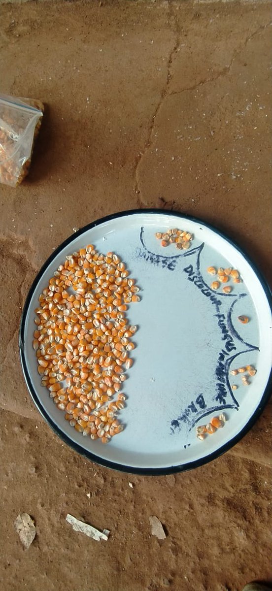 MANDI_Maize's tweet image. Ranimahas Mission Shakti FPC Nuapada has procured 1306 qtl. maize from 45 women farmers with trained Udyog Mitras doing the maize quality check, price dissemination and maize purchase
@arvindpadhee @AgriGoI @NidhiNSrinivas @DM_Nuapada @vipinaccess @mission_shakti @krushibibhag