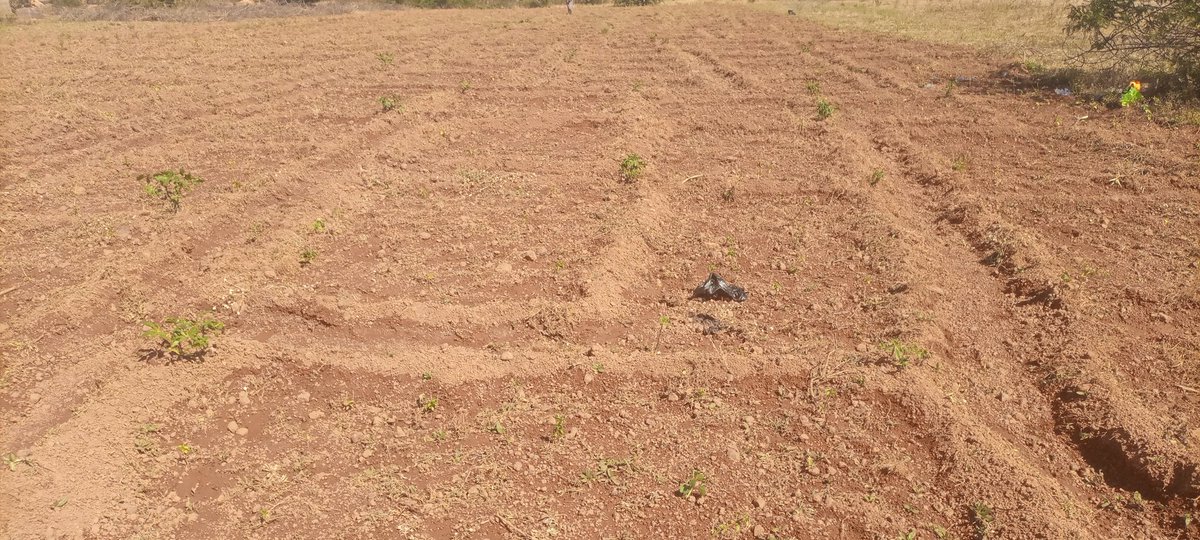 GeorgeLambert_1's tweet photo. It looks empty now right? 

Remind me to snap my latest Atarodo (Hot red pepper 🌶️🫑 farm in a months time.

Ladies and gentlemen, we go chop pepper this year again. https://t.co/ag5SXR3SEs