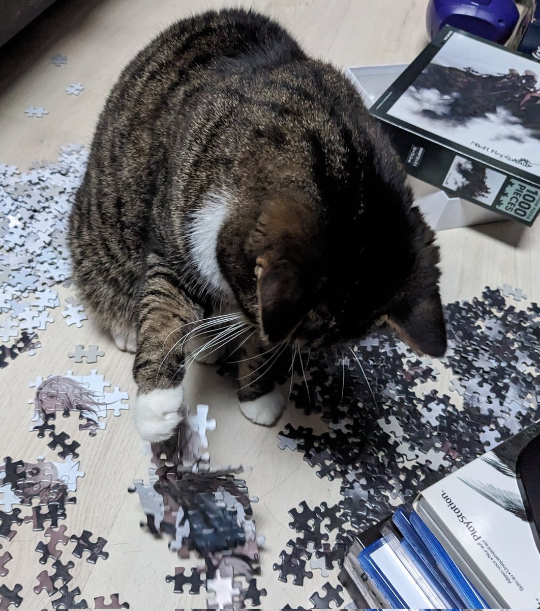 Yuria of Ailurus 🎋 tweet media