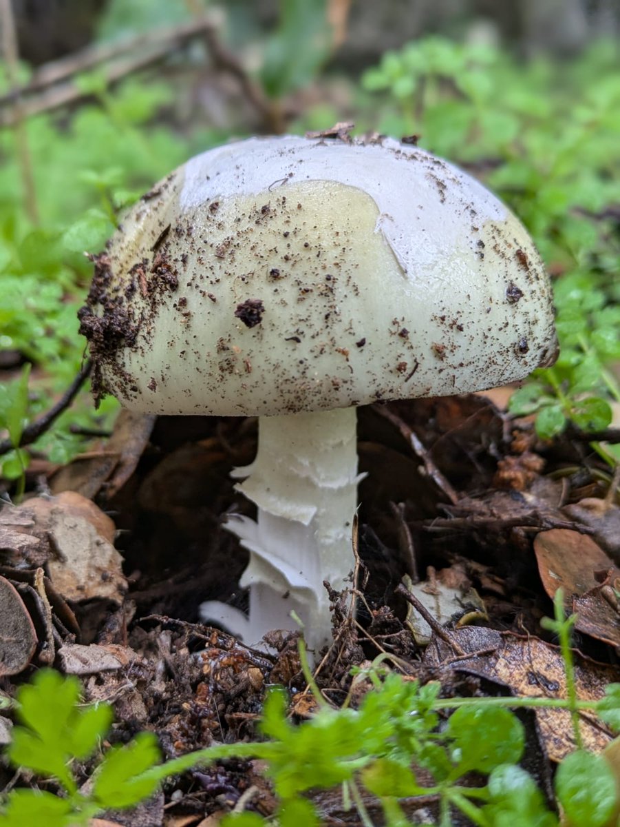 Amanita phalloides. Seta de la muerte. Oronja verde. Unos gramos te llevan en unos días a hablar con San Pedro.
