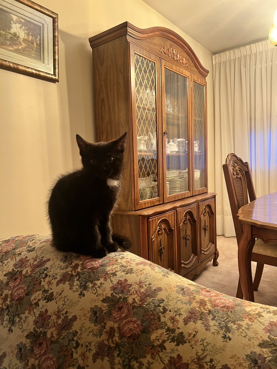 4evergotshorter's tweet photo. my new kitten, clove https://t.co/8cbcVBNqN5