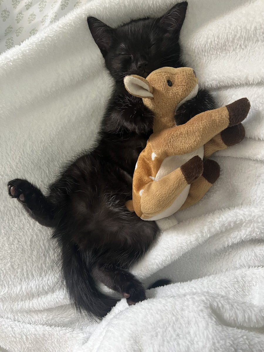 4evergotshorter's tweet photo. my new kitten, clove https://t.co/8cbcVBNqN5