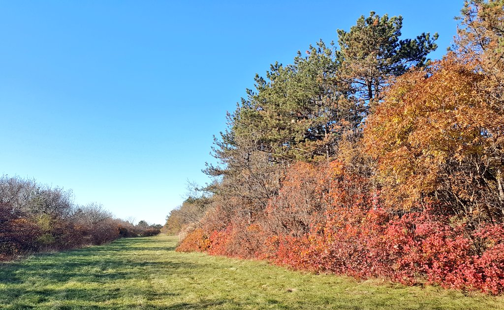 Nicola Bressi tweet media