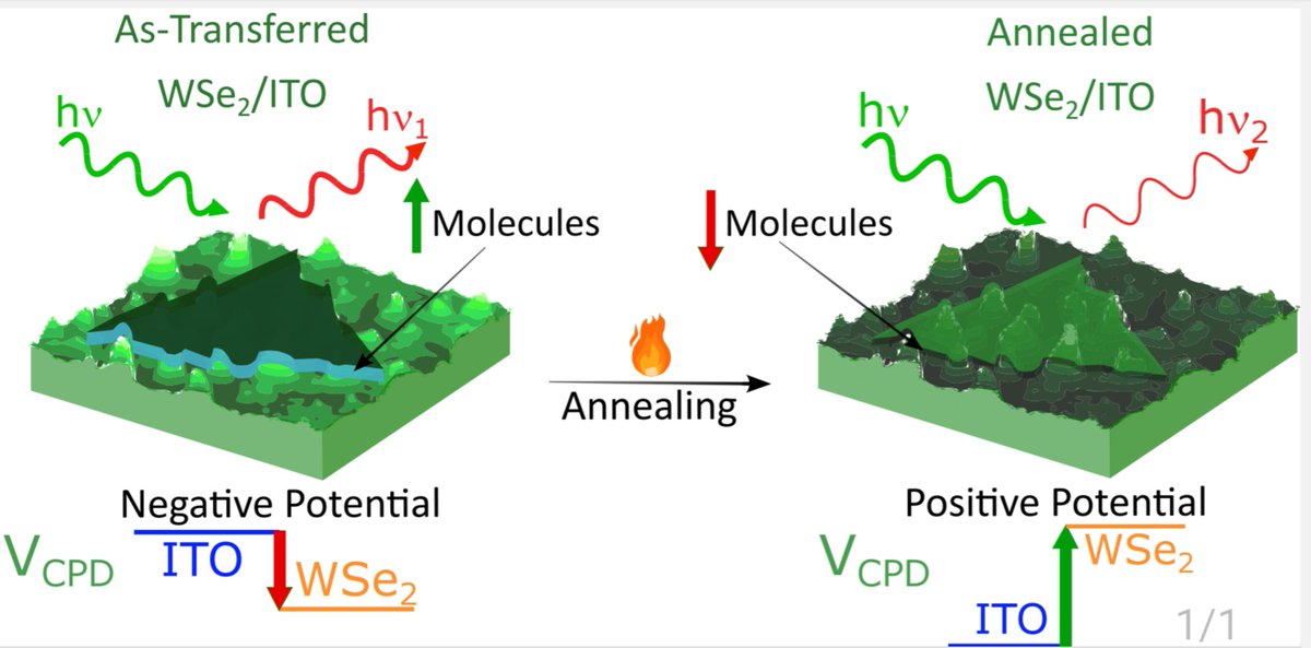 lfzagonel's tweet photo. Our latest study shows WSe2 stays optically active on ITO, even after annealing, with tunable properties influenced by adsorbates. A big step for advanced heterostructures!  

#2DMaterials #Optoelectronics #Innovation

https://t.co/bns5TAtaZI https://t.co/iS3x0q4dOa