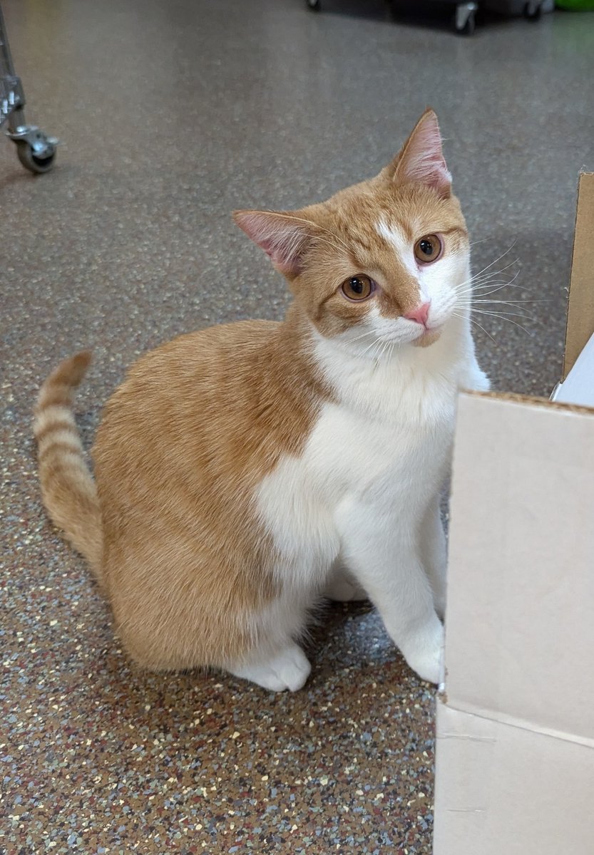 The face of a very innocent meownager who definitely did not try to steal a piece of pie from a staff member moments ago.