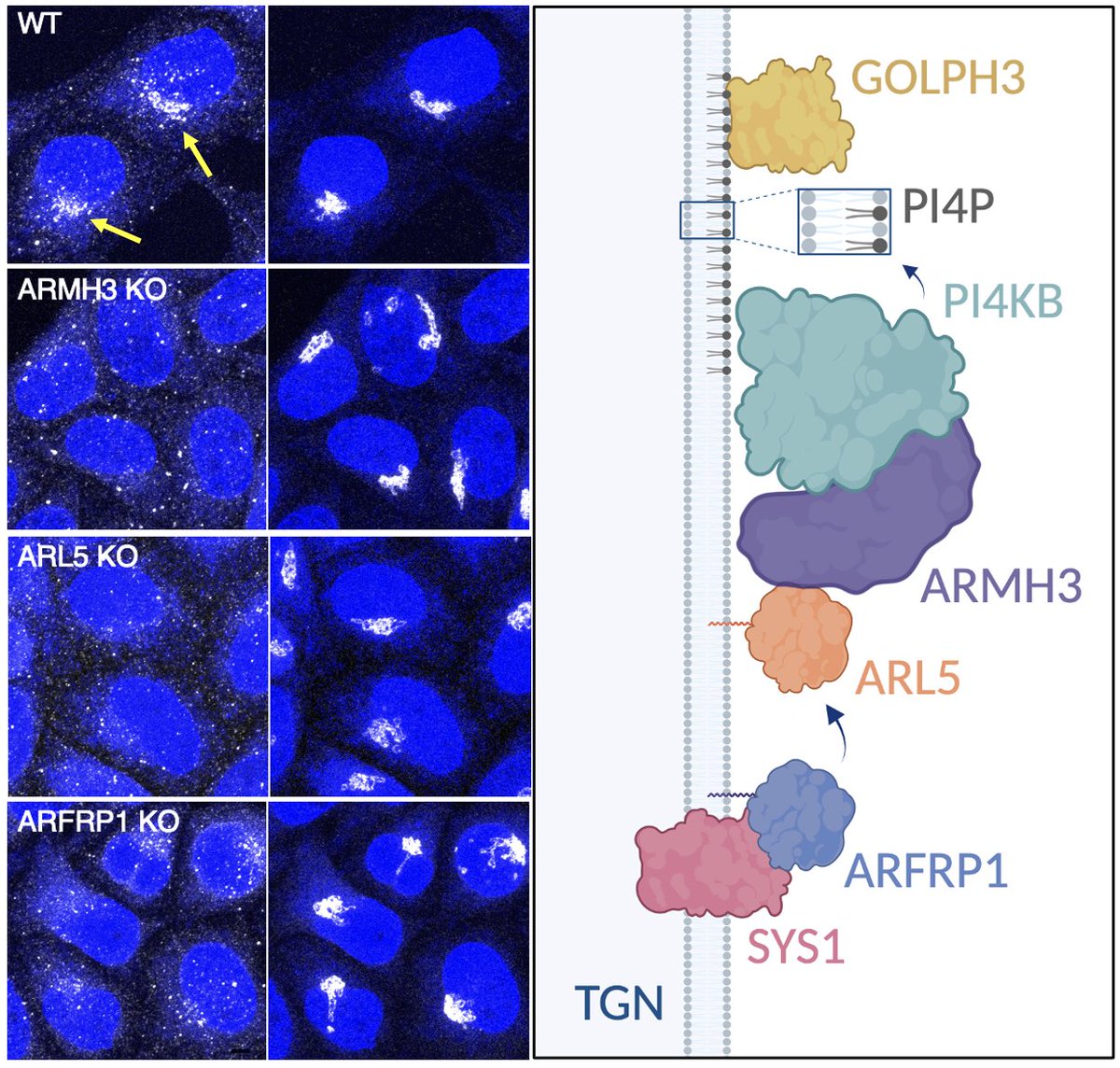 Juan S. Bonifacino (@bonifacinojuan) on Twitter photo Excited to share our latest findings on how the phosphoinositide PI4P pool at the trans-Golgi network (TGN) is regulated through a SYS1-ARFRP1-ARL5-ARMH3-PI4KB pathway, in which ARMH3 (also known as C10orf76) acts as an ARL5 effector to activate PI4KB.  rdcu.be/d1dZ2 Excited to share our latest findings on how the phosphoinositide PI4P pool at the trans-Golgi network (TGN) is regulated through a SYS1-ARFRP1-ARL5-ARMH3-PI4KB pathway, in which ARMH3 (also known as C10orf76) acts as an ARL5 effector to activate PI4KB.  rdcu.be/d1dZ2