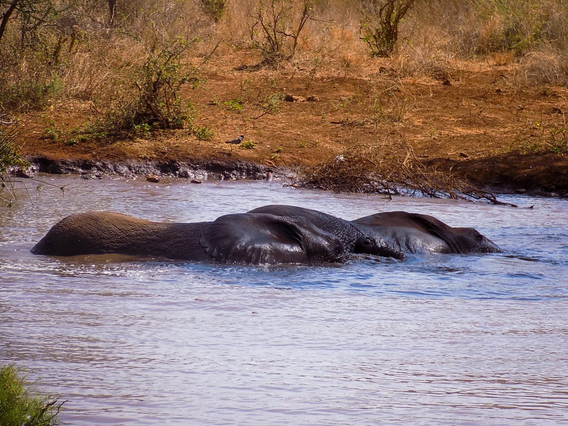 kwsmerunpark's tweet photo. From herds of elephants to serene rivers, Meru National Park promises an adventure like no other. Book your trip today! #TunzaMaliYako #ExploreMeru #NatureAtItsBest https://t.co/RBdNlEqK0p