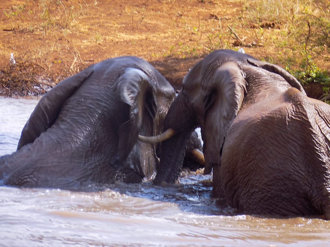 kwsmerunpark's tweet photo. From herds of elephants to serene rivers, Meru National Park promises an adventure like no other. Book your trip today! #TunzaMaliYako #ExploreMeru #NatureAtItsBest https://t.co/RBdNlEqK0p