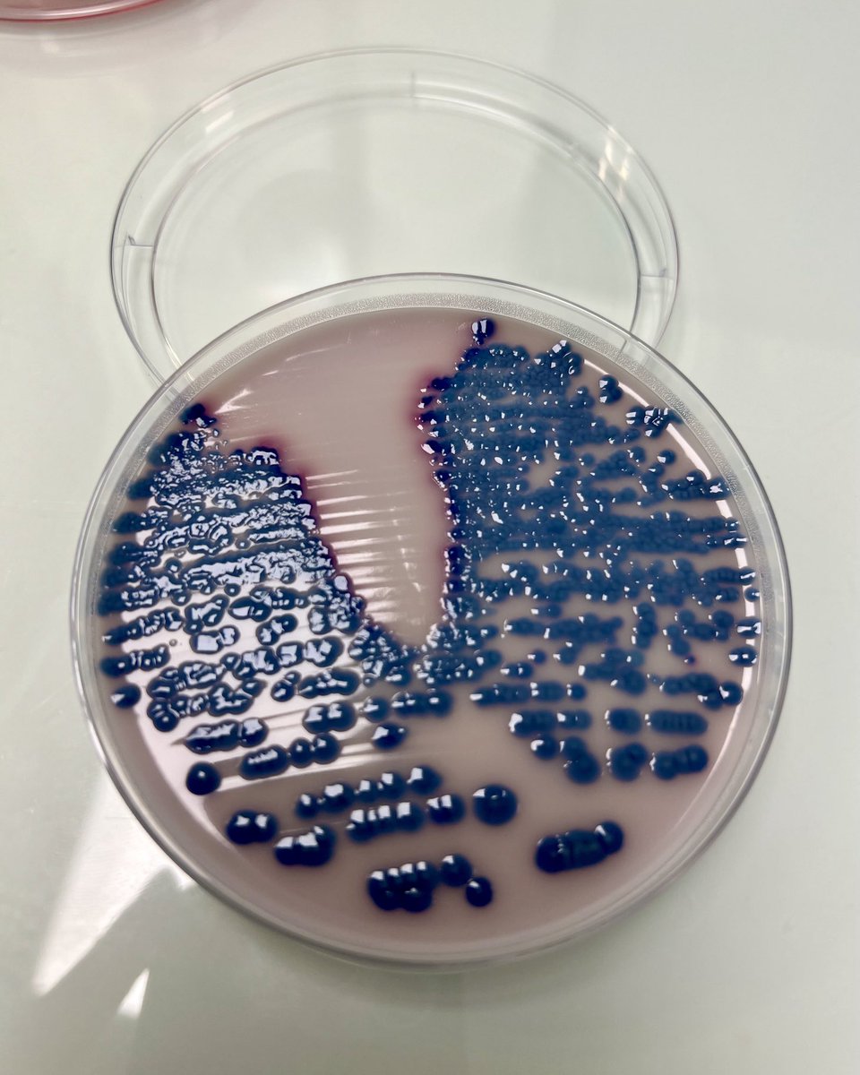 Geneviève HéryArnaud tweet media