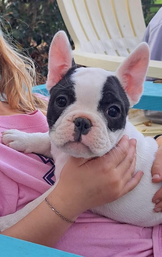 After the loss of Greta, the house and my heart wasn’t complete. Please welcome Vega - Mademoiselle’s Lucky Star. I now have a model for all those cute girly fleeces and the world is right again. 😍🥰❤️

Our Black Friday sale has already started. 

thefabfrenchieco.etsy.com