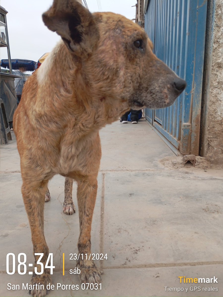 lauralt2024's tweet photo. Perrito ABANDONADO LA TRISTE REALIDAD, de muchos pequeños 😞, día tras día, ESTERILIZA PORFAVOR 🙏🙏 https://t.co/3leeltqUuz