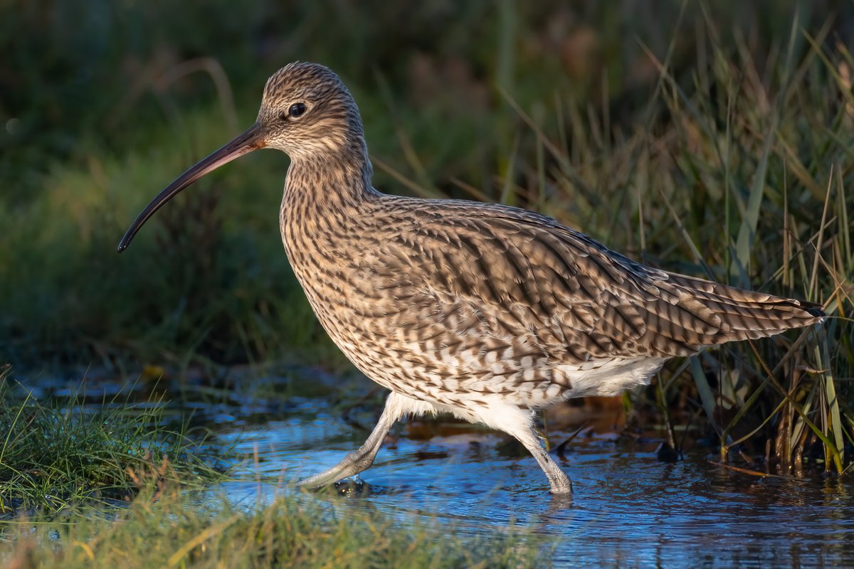 Mark Wright tweet media