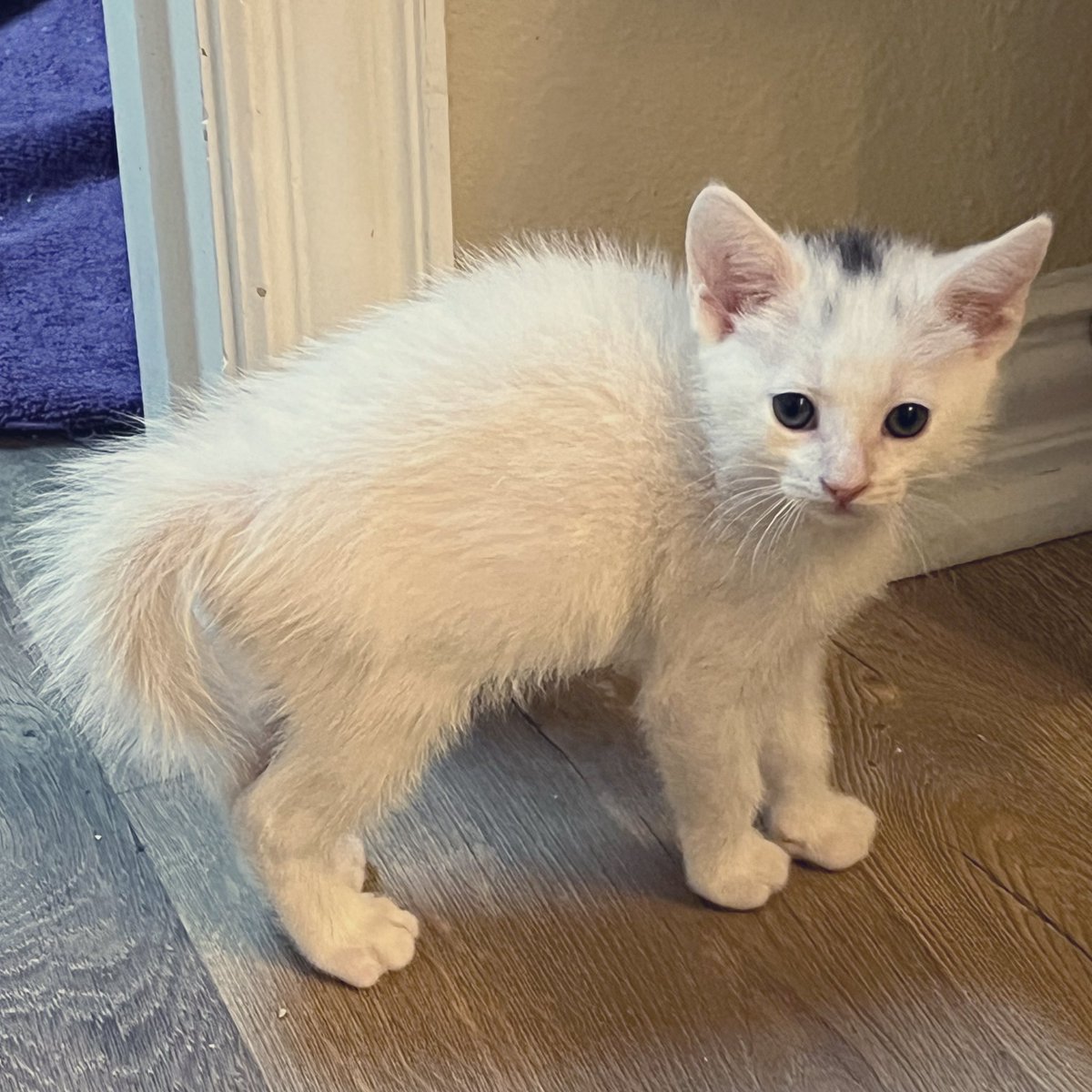 Foster_Fluff's tweet image. He’s not scared, he just wanted you to see his beautiful fluff. #HeActuallyStartledHimself 😎#Spud #Caturday #kittens #CatsOfTwitter