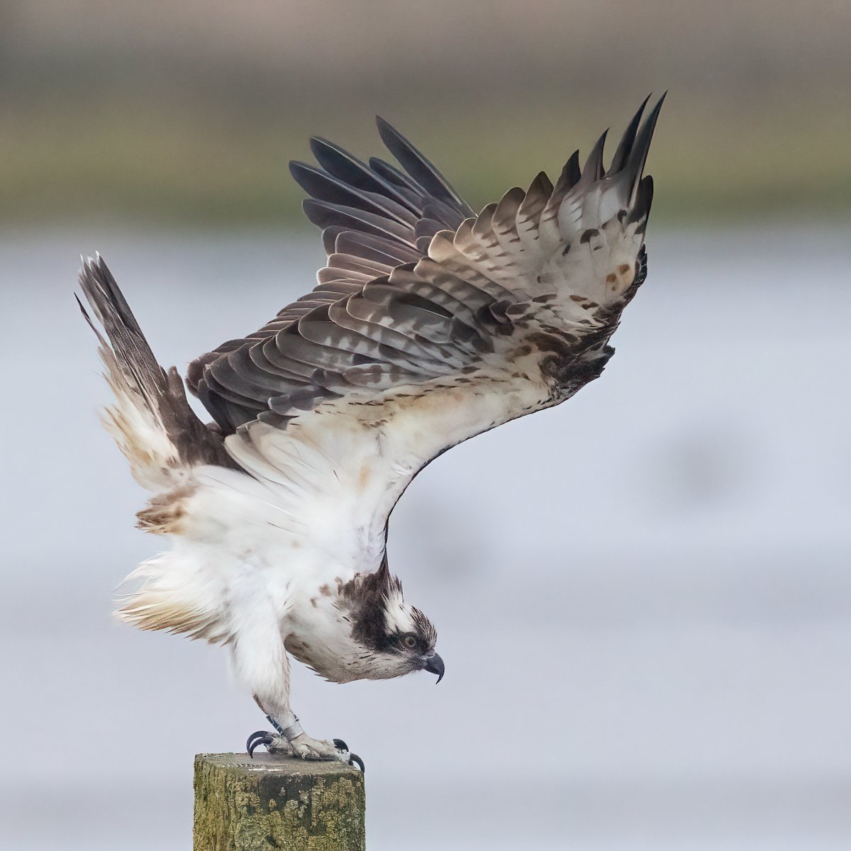 Mark Wright tweet media