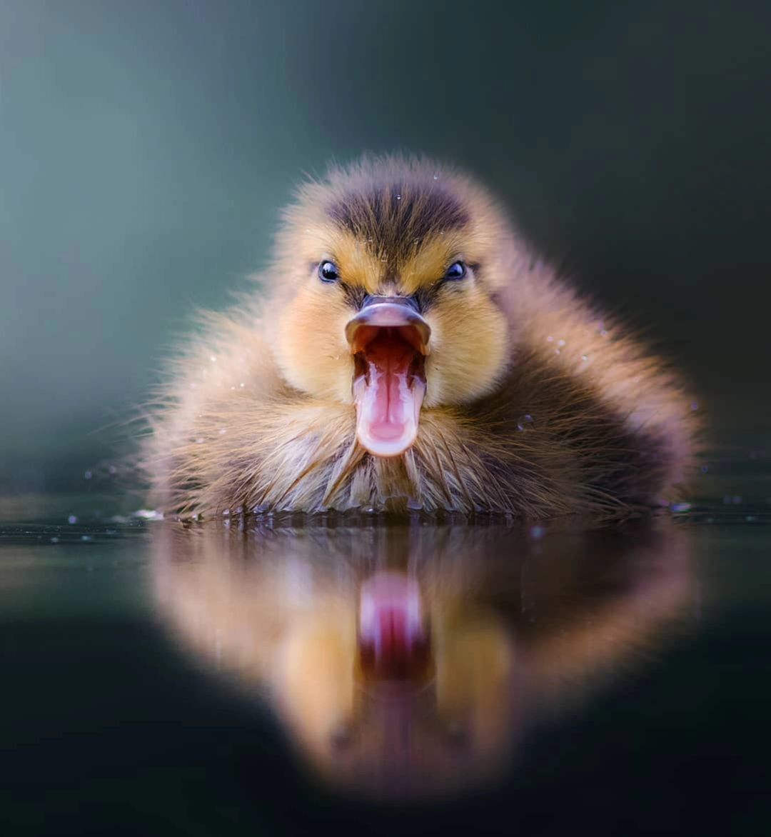 GdExQcjagAIMUwD?format=jpg&name=medium