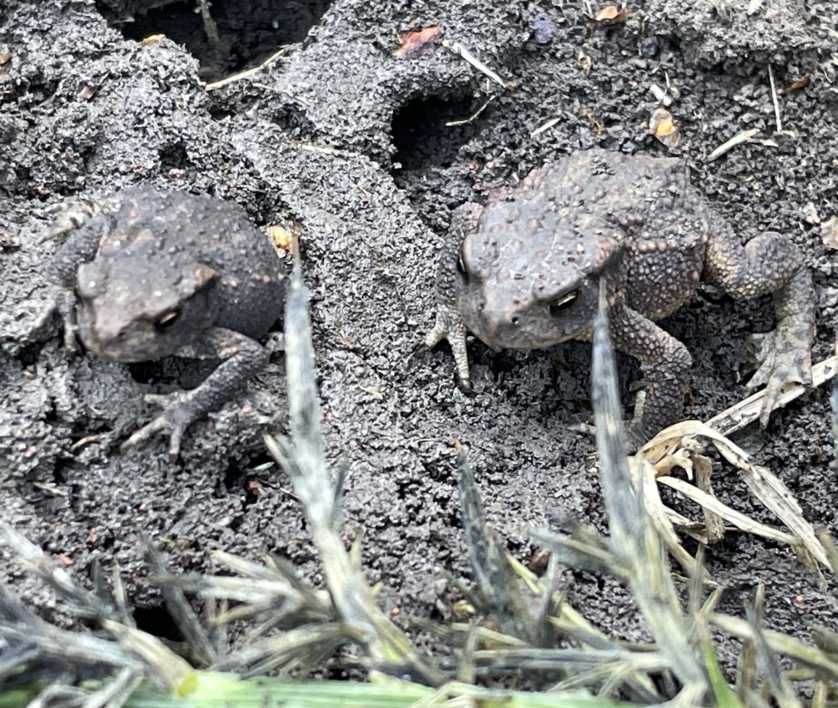 froglifers's tweet photo. As winter approaches the #CommonToad will often bury themselves down in the mud for warmth, which as you can see in this image, adds an effective layer of camouflage!

Why not build a #hibernaculum for them? https://t.co/Ae9rXWnnYH 

@HeritageFundUK https://t.co/GkaJ9MzupT
