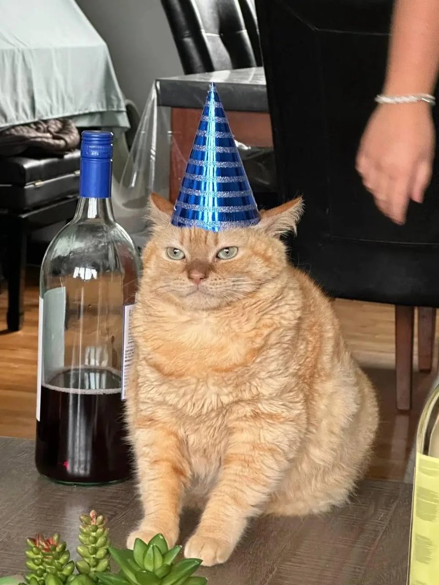 nocontextscats's tweet photo. Birthday boi https://t.co/cVUEMm5TDQ