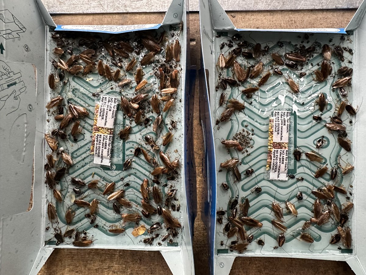 If you look closely, this is a great example here of the various life stages of German cockroaches. These will soon take over a home if left uncontrolled. These were just are just two traps from a whole house infestation we are working on. 
#iX5PestControl is #TrustedWithResults