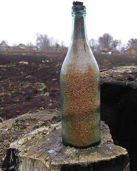 10 років тому у селі Великі Крушлинці на Вінничині випадково відкопали скляну пляшку із просом. Зерно пролежало у землі 80 років.
Пляшку закопав під деревом Семен Побережняк.⬇️
