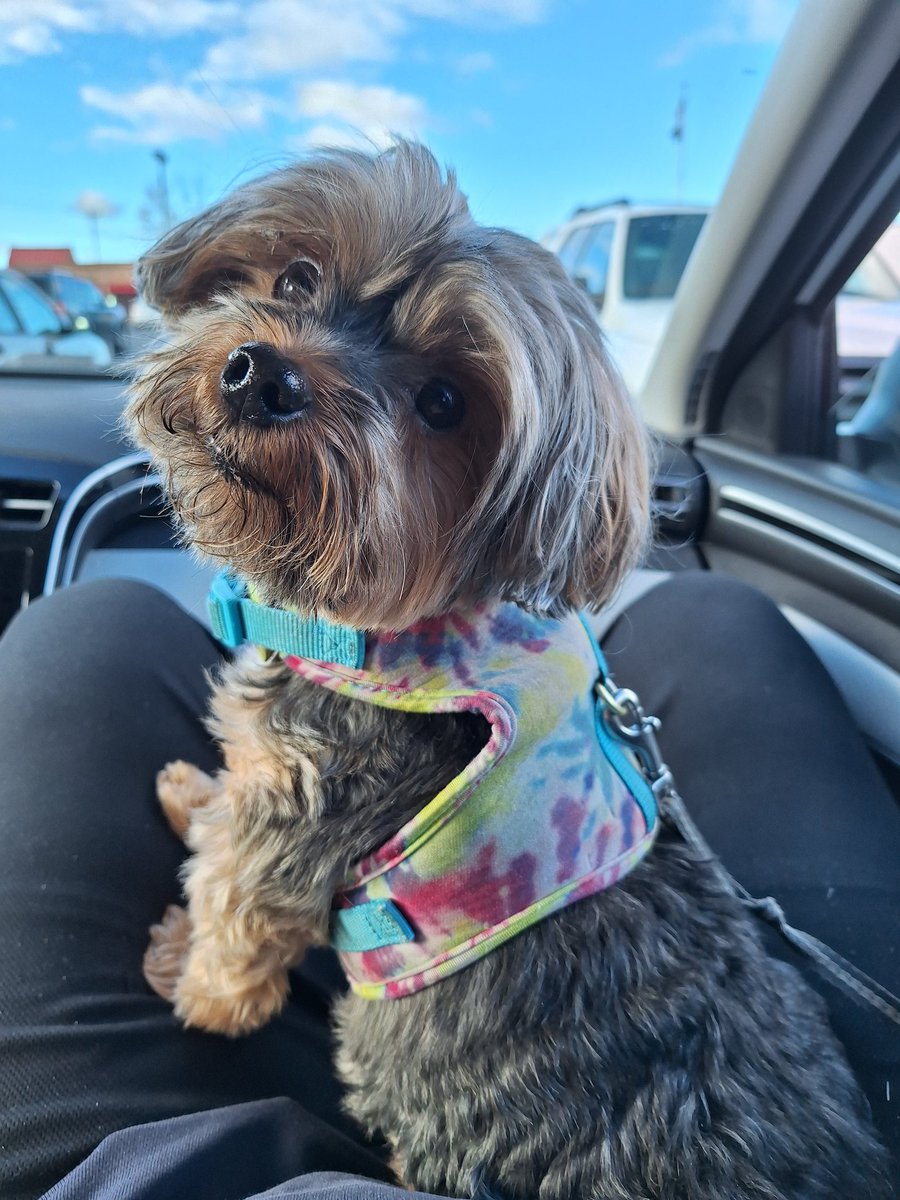 It's been a hard week not having Max to come home to. But I'm blessed to be able to spend today with him. We're out with a friend this morning, going to grab a bagel 🥯  and stop by Petco to pick out a new toy for Max.