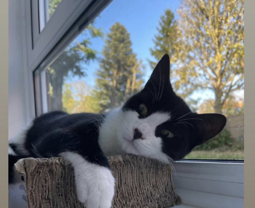 shelternews's tweet photo. Ex-SPs Carrot, now called Maggie, and Gus have been in their new home a month now.
So lovely to hear they are settling in really well and making themselves at home.
#caturday #lifeisbetterwithcats https://t.co/Xwb0JZTqXK