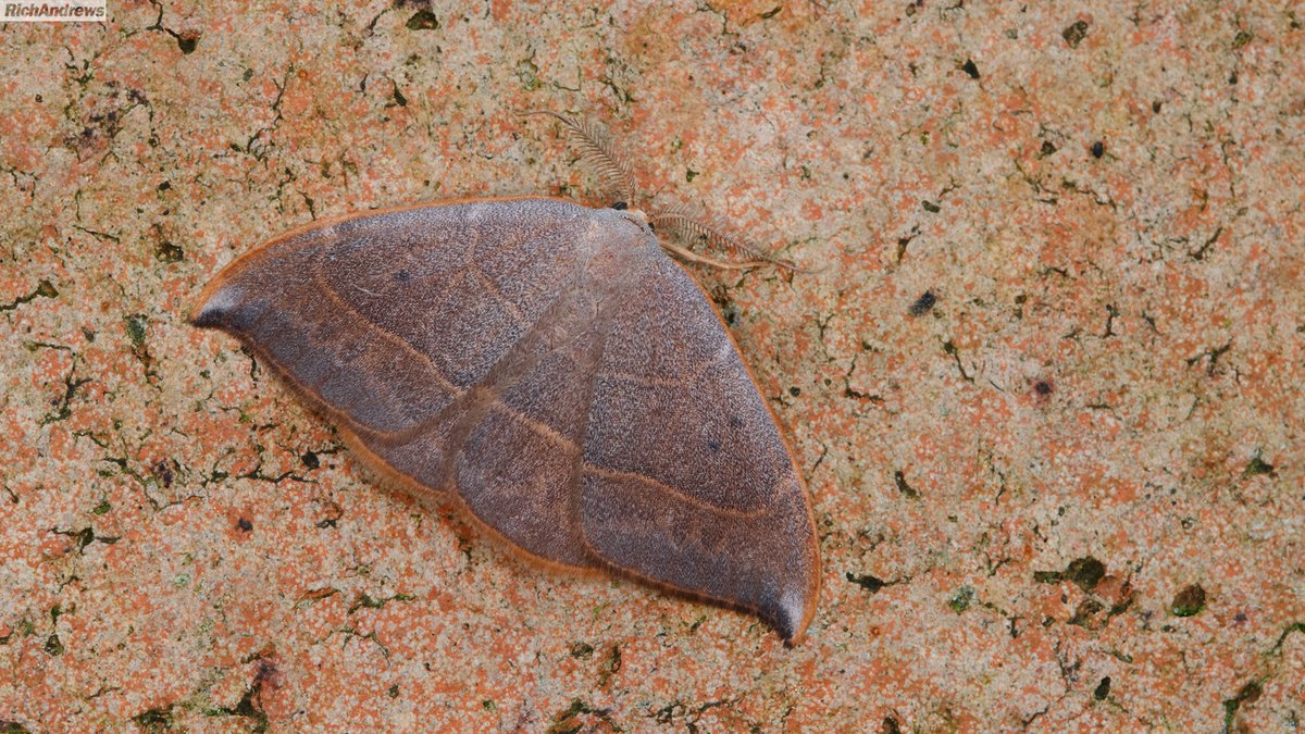 Spiny Hook-tip has had a remarkable year in the Bristol area, so far 138 have been reported from 15 locations. 

It's probably not unreasoanble now to describe it as frequent in areas with lots of holm oak in Bristol, through Clevedon and Weston-super-Mare.