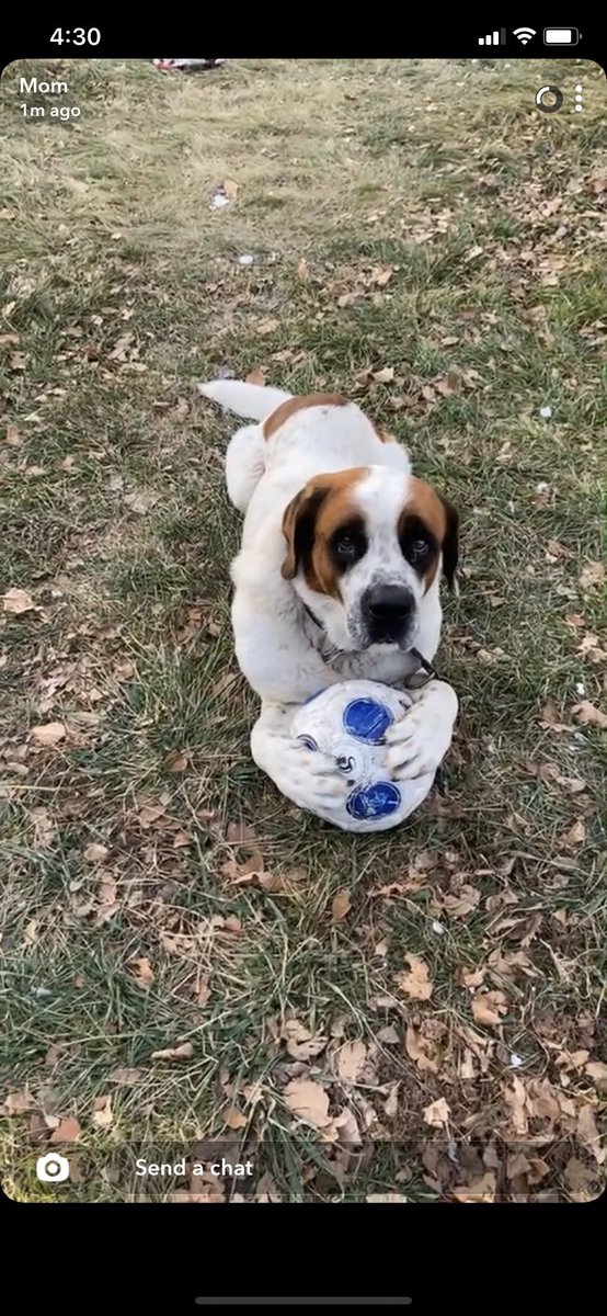 davidjrtk's tweet image. Enough to make a grown man cry. Today I had to say goodbye to my first and only pet, my best friend. I hope you collect all the soccer balls up in doggy heaven just as you liked to do down here, I’ll miss you for the rest of my life. Rest easy buddy, until we meet again ❤️