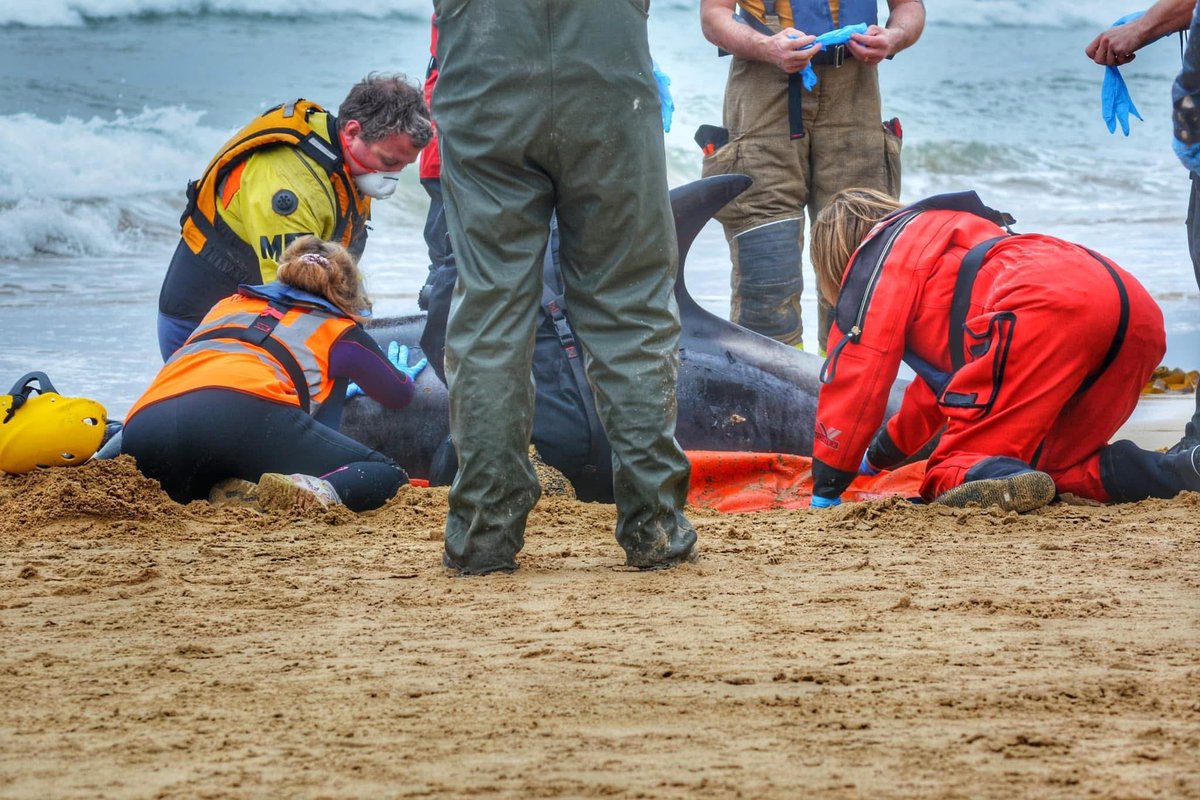 jill_sowden's tweet photo. Thank you ๐ to the Portsoy community for choosing us as your cause for the Local Community Fund and for raising an astonishing ๐ยฃ1,600.82๐ for British Divers Marine Life Rescue. We will use the funding to purchase a dolphin stretcher and essential kit. ๐ #CoopUK #BDMLR https://t.co/Eyii6VvXKx