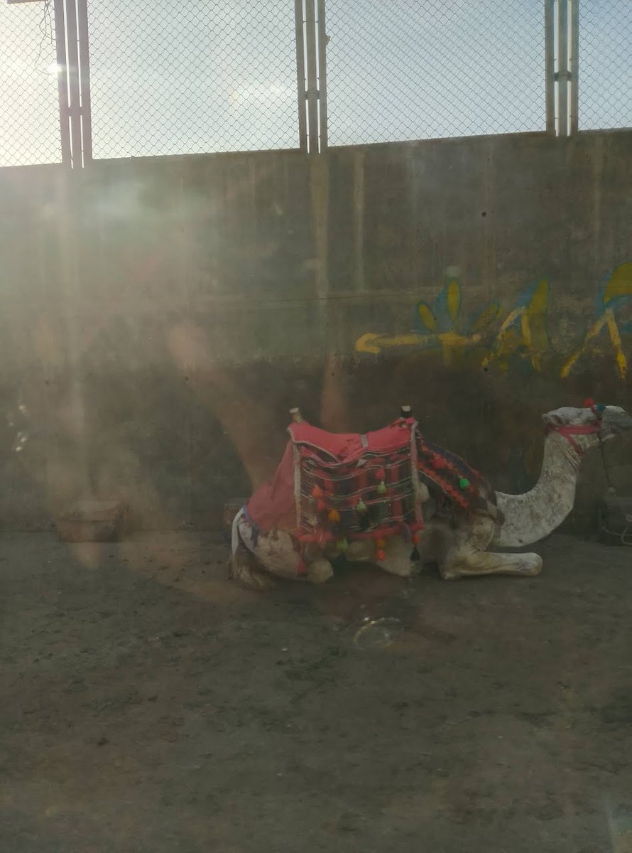 I'm finishing up writing the last of my London coverage from Cairo...before writing today,  I was lucky enough to see this lovely creature: