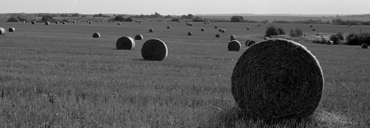 iamsadmike's tweet photo. Fields #believeinfilm #filmpgotography #analogphoto #analogphotography #35mm #35mmfilm #NaturePhotography #blackandwhitephoto #blackandwhitephotography https://t.co/sUtEQm0rhh