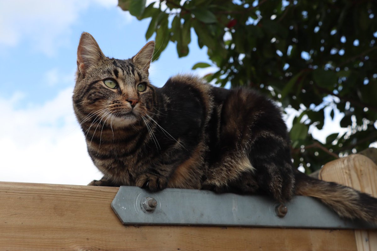 Farmily_buckets's tweet photo. Meet VP.
Named Velcro by Chris, but Casey was set on Pumpkin, so Velcro Pumpkin it was. Son of Arthur (sadly no longer with us), born at the farm and likes attention on his own terms.
#caenhillcc #vpthecat #rescuecat #farmcat #tabbycat #meetthecats #catoftheweek https://t.co/C7u5D4j9e2