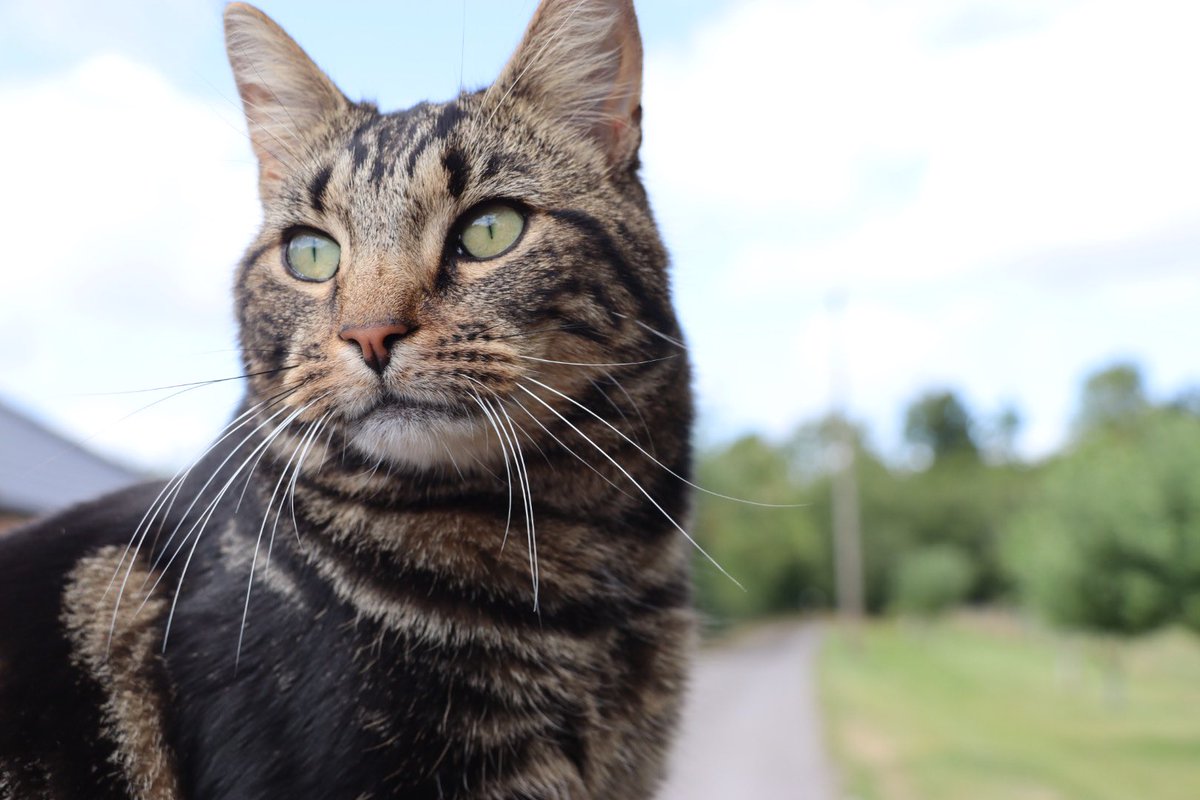 Farmily_buckets's tweet photo. Meet VP.
Named Velcro by Chris, but Casey was set on Pumpkin, so Velcro Pumpkin it was. Son of Arthur (sadly no longer with us), born at the farm and likes attention on his own terms.
#caenhillcc #vpthecat #rescuecat #farmcat #tabbycat #meetthecats #catoftheweek https://t.co/C7u5D4j9e2
