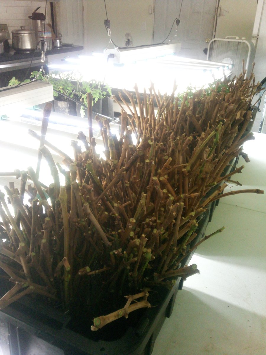 916FarmerBoy's tweet image. #GrapeVine #WineGrape #Vineyard #Grape #Grapes #propagation